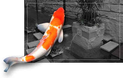 colorful koi fish in black and white koi pond background