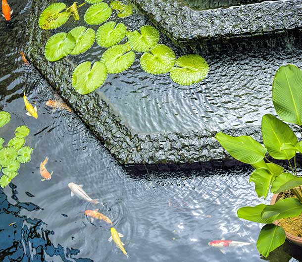 Triple layer koi pond with koi fishes