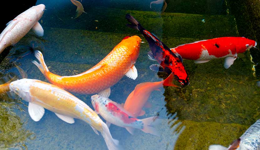 7 koi fish in koi pond