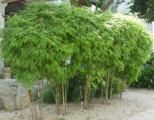soothing chinese bamboo in the garden