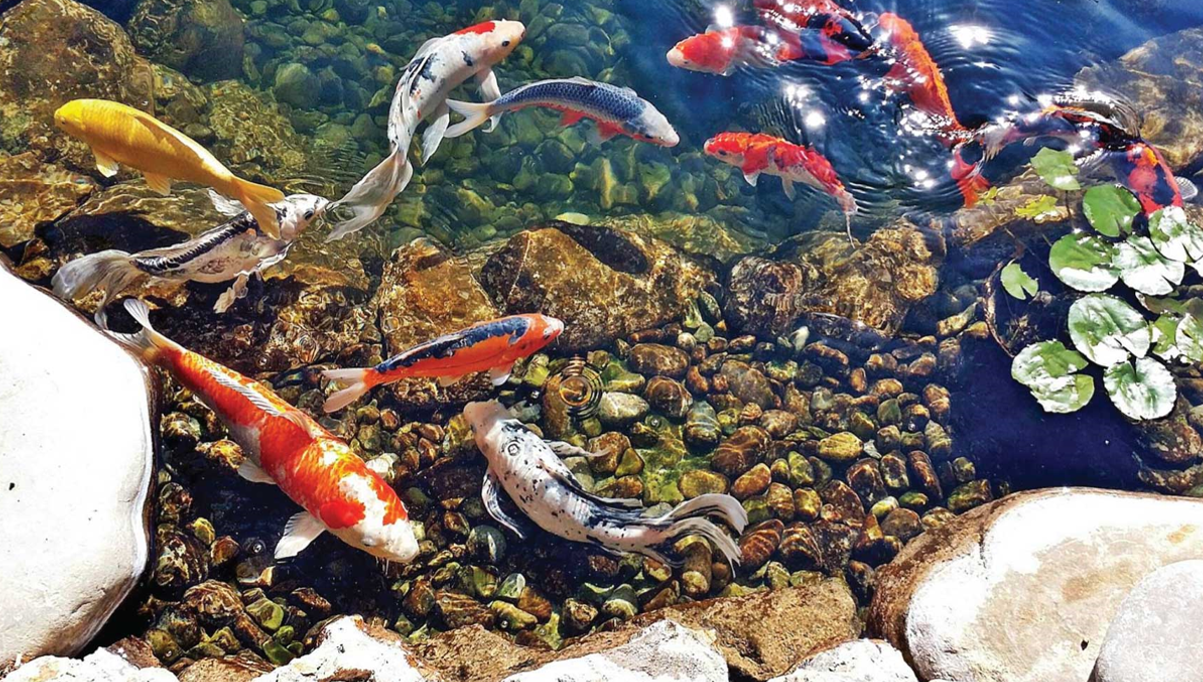 koi fishes in koi pond