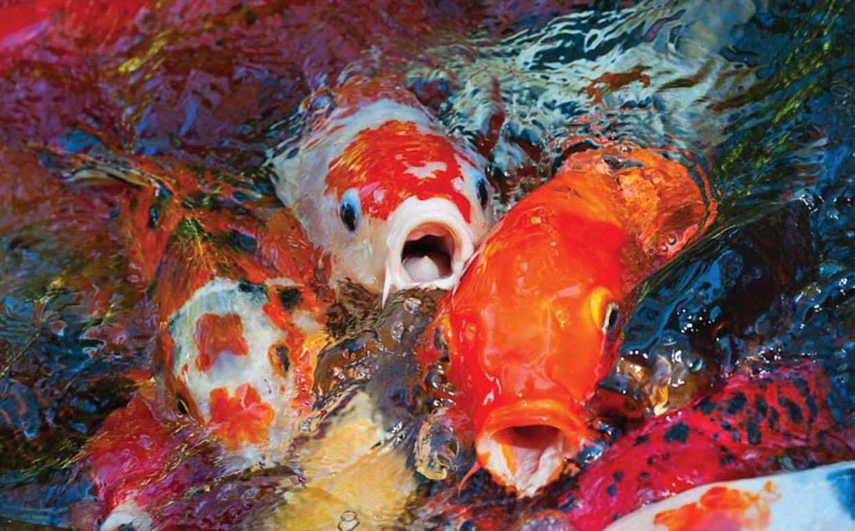 koi-fish-in-koi-pond