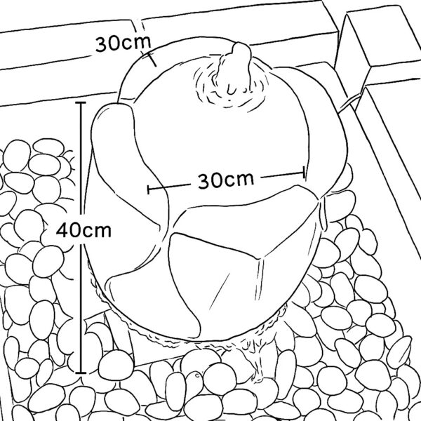 FT3056 - Image 3
